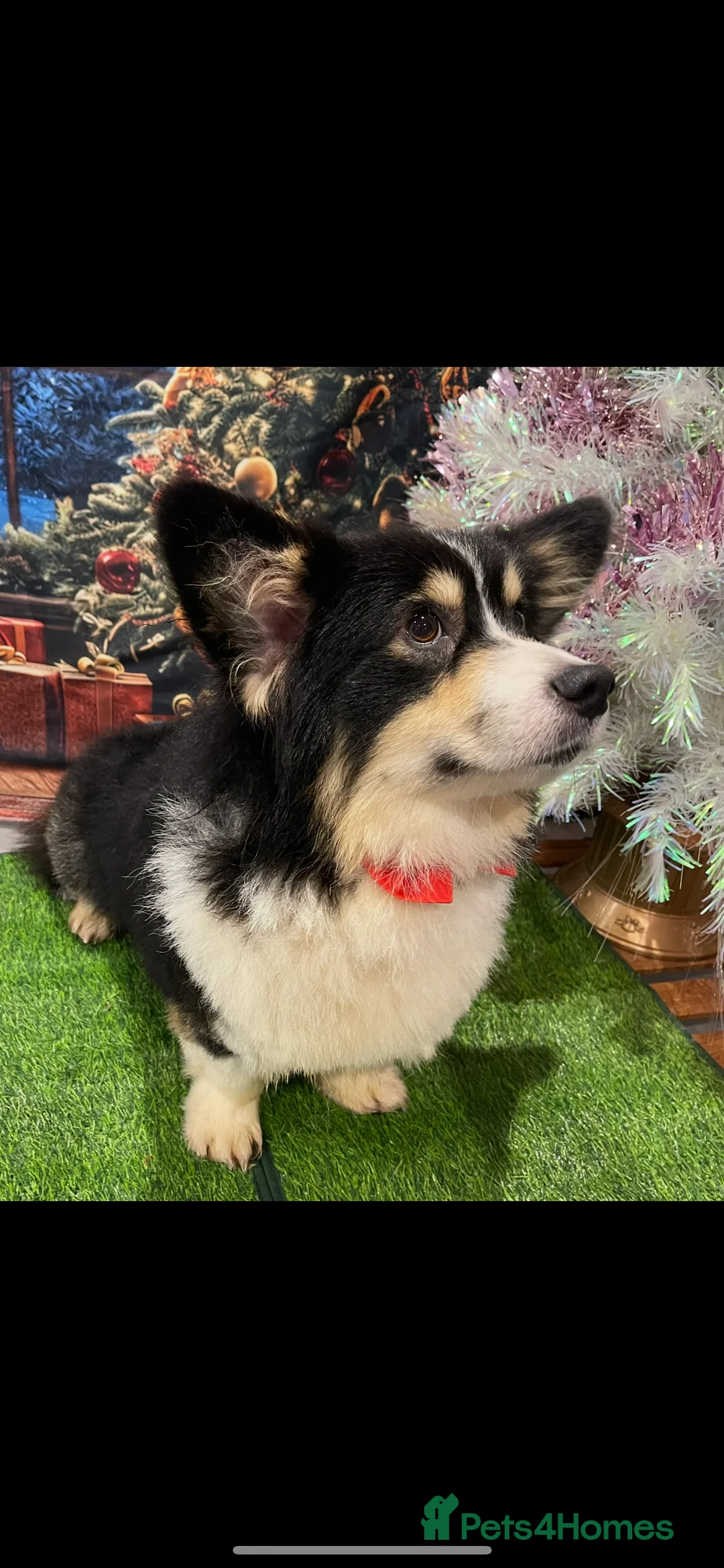 Welsh Corgi Pembroke dogs for stud: Quality Welsh Corgi stud Proven  - Advert 1