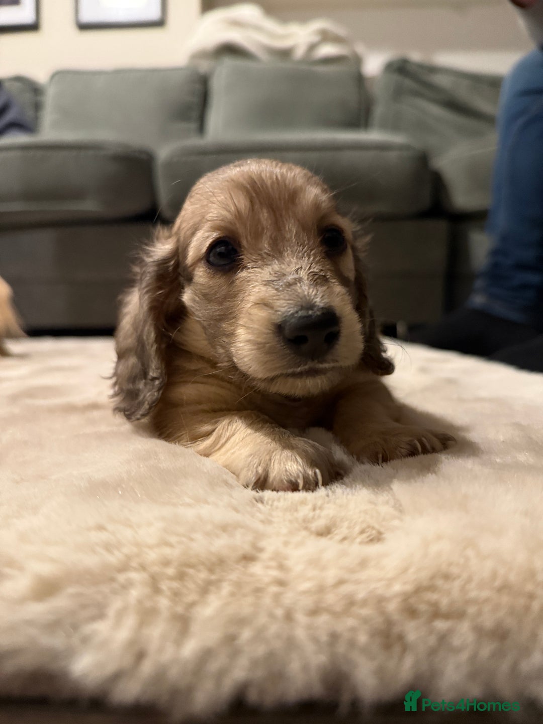 Miniature Dachshund dogs for sale: Shaded cream boy ready now - Advert 10