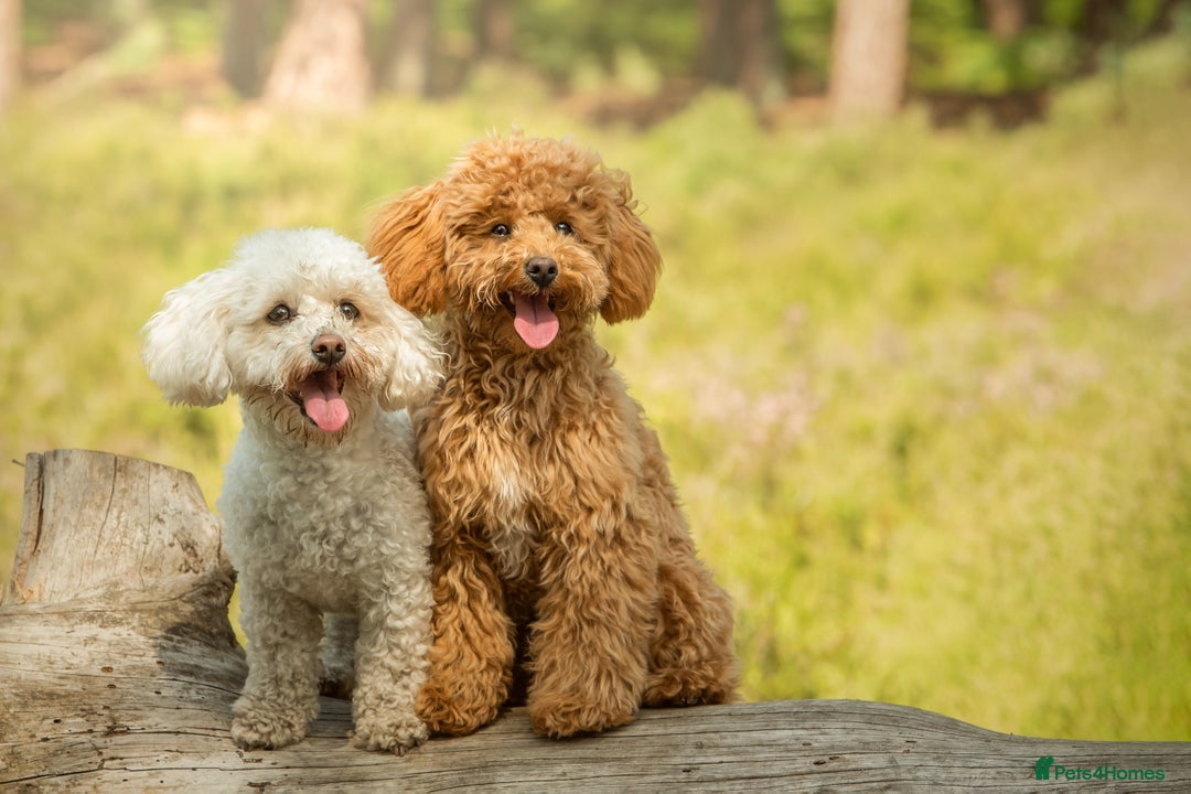 Mixed Breed dogs for sale: Rosie - Poochon sisters for sale - Advert 5