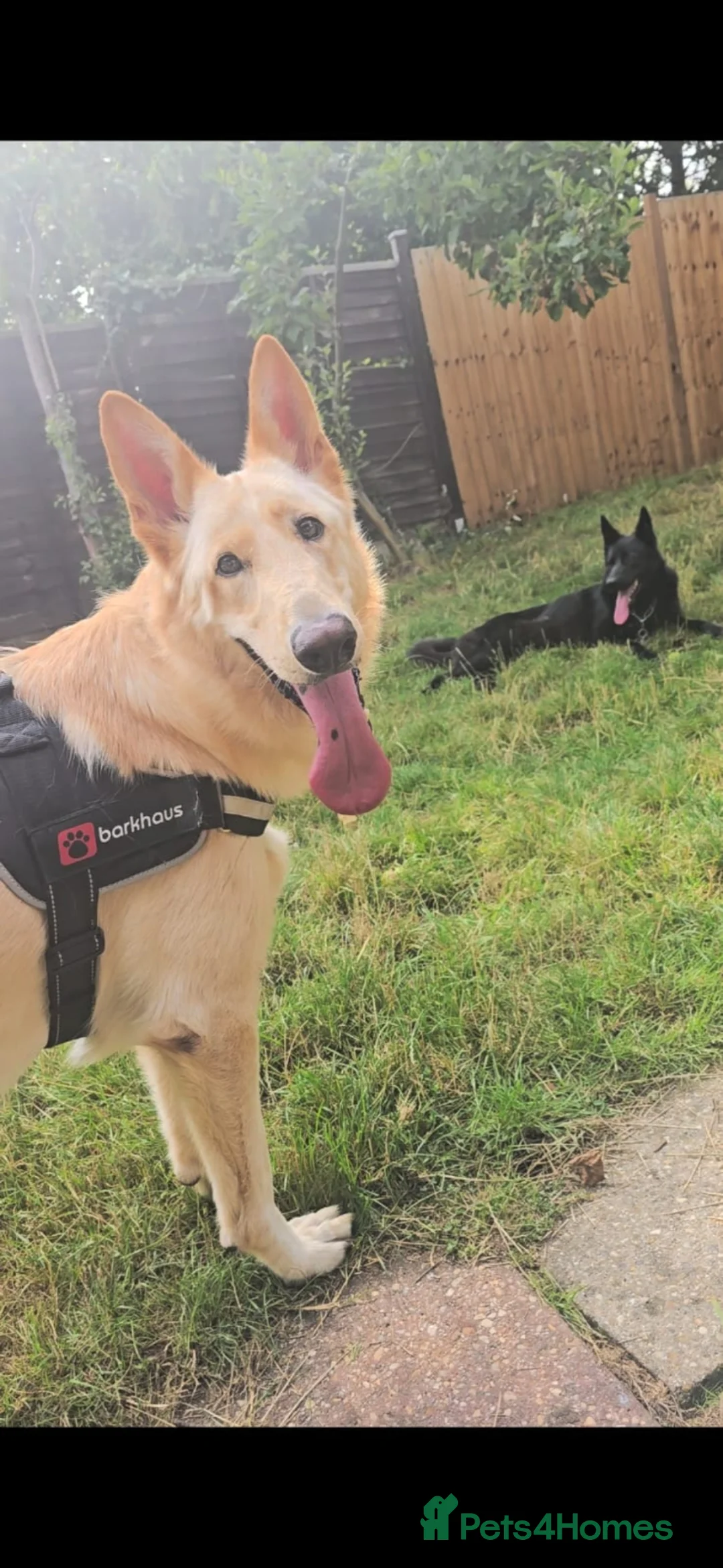 German Shepherd dogs for sale: Bear  - Advert 2