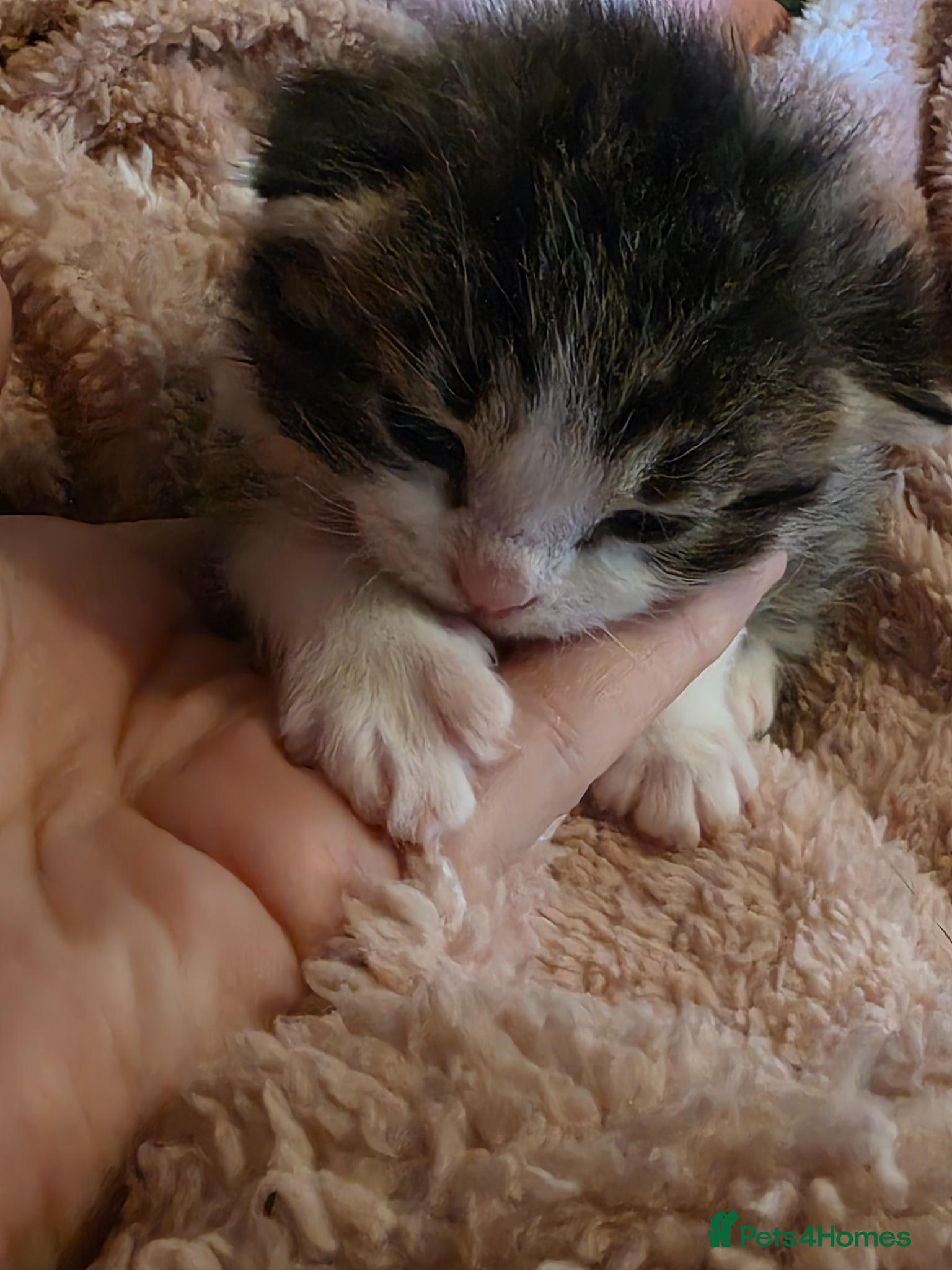 Mixed Breed cats 2 Beautiful Mixed Kittens (Both Boys )  - Advert 1