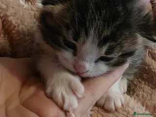 Mixed Breed cats 2 Beautiful Mixed Kittens (Both Boys ) - Advert 2