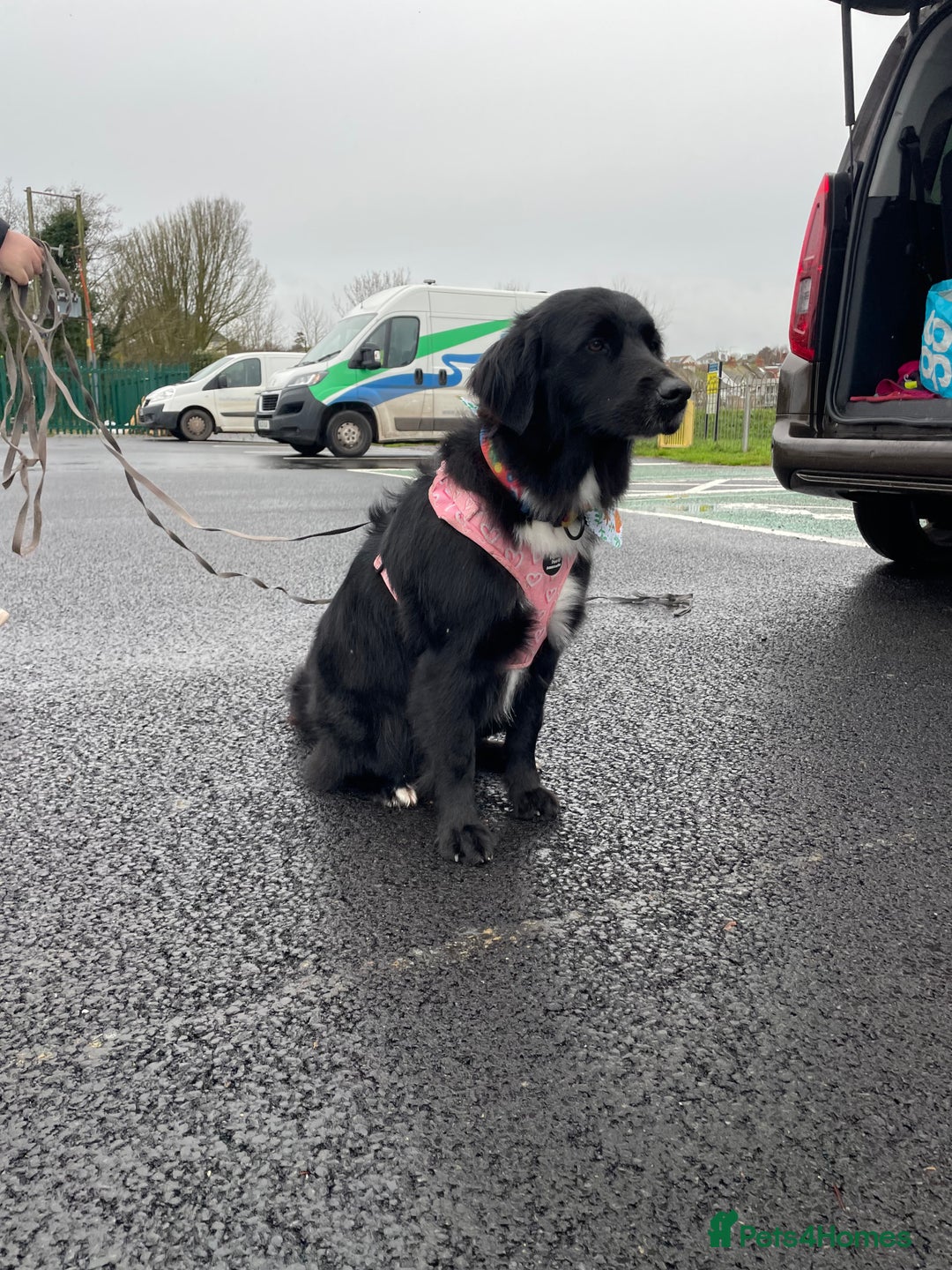 Border Collie dogs for stud: LOOKING FOR STUD  - Advert 7