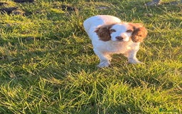 Cockapoo dogs for sale: Cockapoo puppies - Advert 20