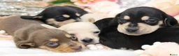 Miniature Dachshund dogs for sale: KC Miniature Dachshund Puppies - Advert 7