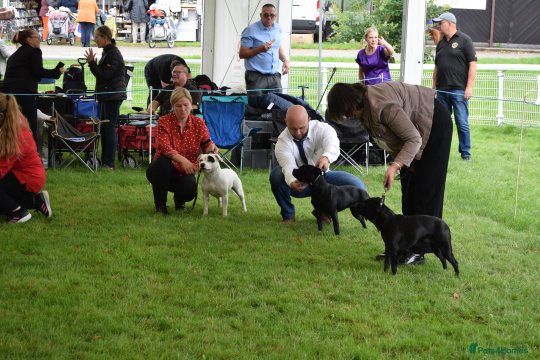 Staffordshire Bull Terrier dogs for sale: ✨️Outstanding SBT puppies✨️ - Advert 15