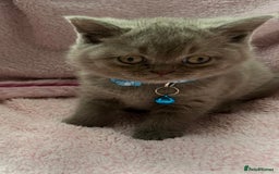 British Shorthair cats for sale: Meet Our 4 Little British Shorthair Ladies - Image 5