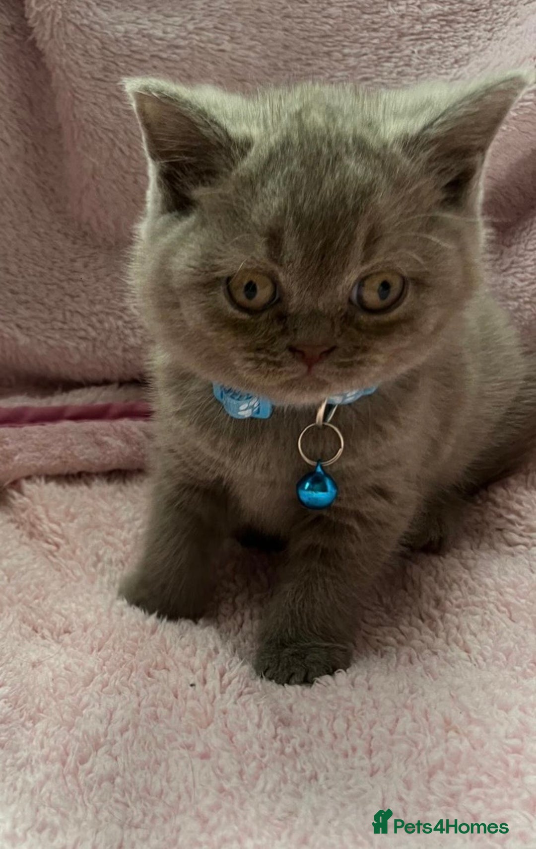 British Shorthair cats for sale: Meet Our 4 Little British Shorthair Ladies - Image 5