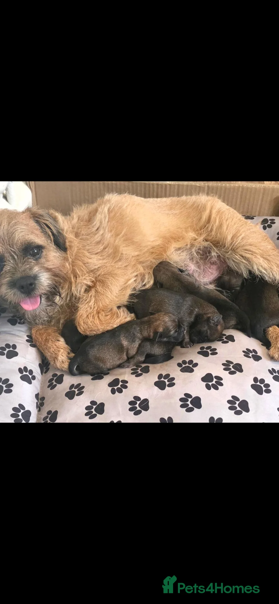Border Terrier dogs for sale: Border terrier pups in Newton Aycliffe - Advert 1