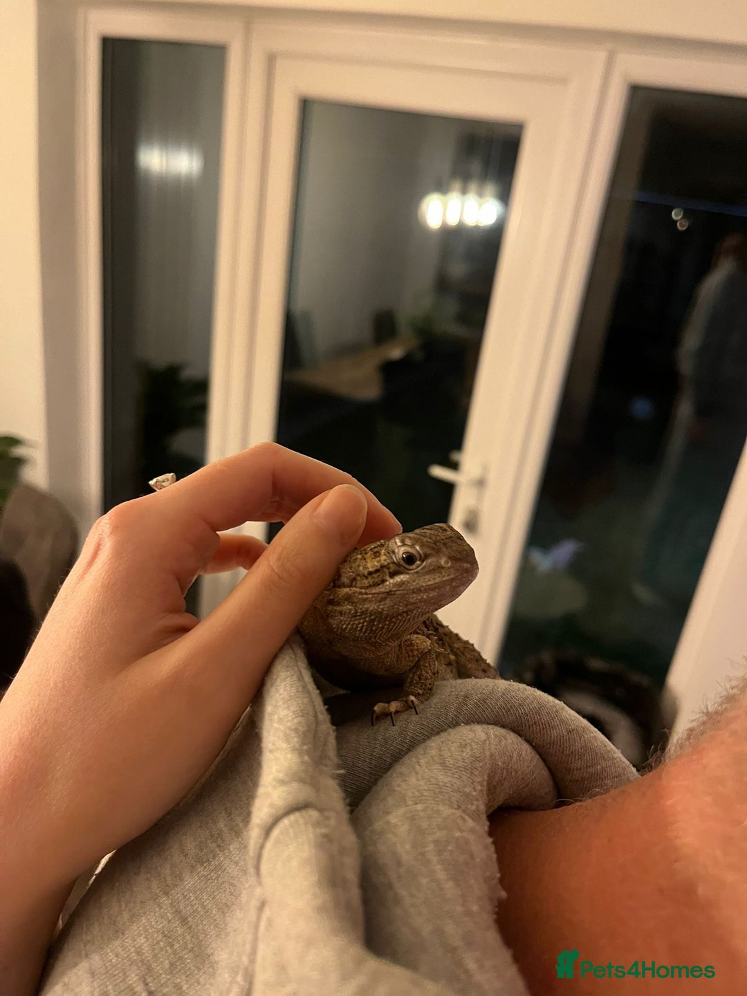 Bearded Dragon reptiles for sale: Sweetest Rankin Dragon needing a new home - Advert 13