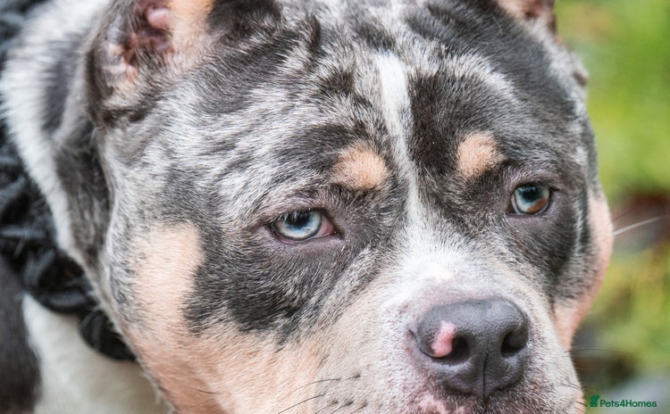 American Bully dogs in Redditch - Advert 4
