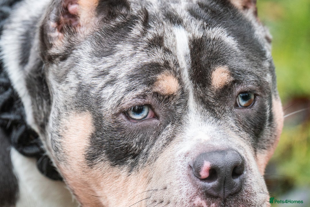 American Bully dogs for stud: BLUE MERLE EXTREME POCKET BULLY in Redditch - Image 1