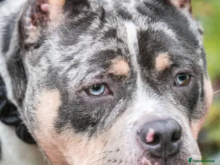 American Bully dogs PROVEN BLUE MERLE EXTREME POCKET BULLY FOR SALE in Redditch - Advert 1