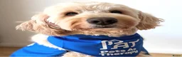 Double Doodle dogs for sale: Double Doodle puppies due August 2026 - Advert 10