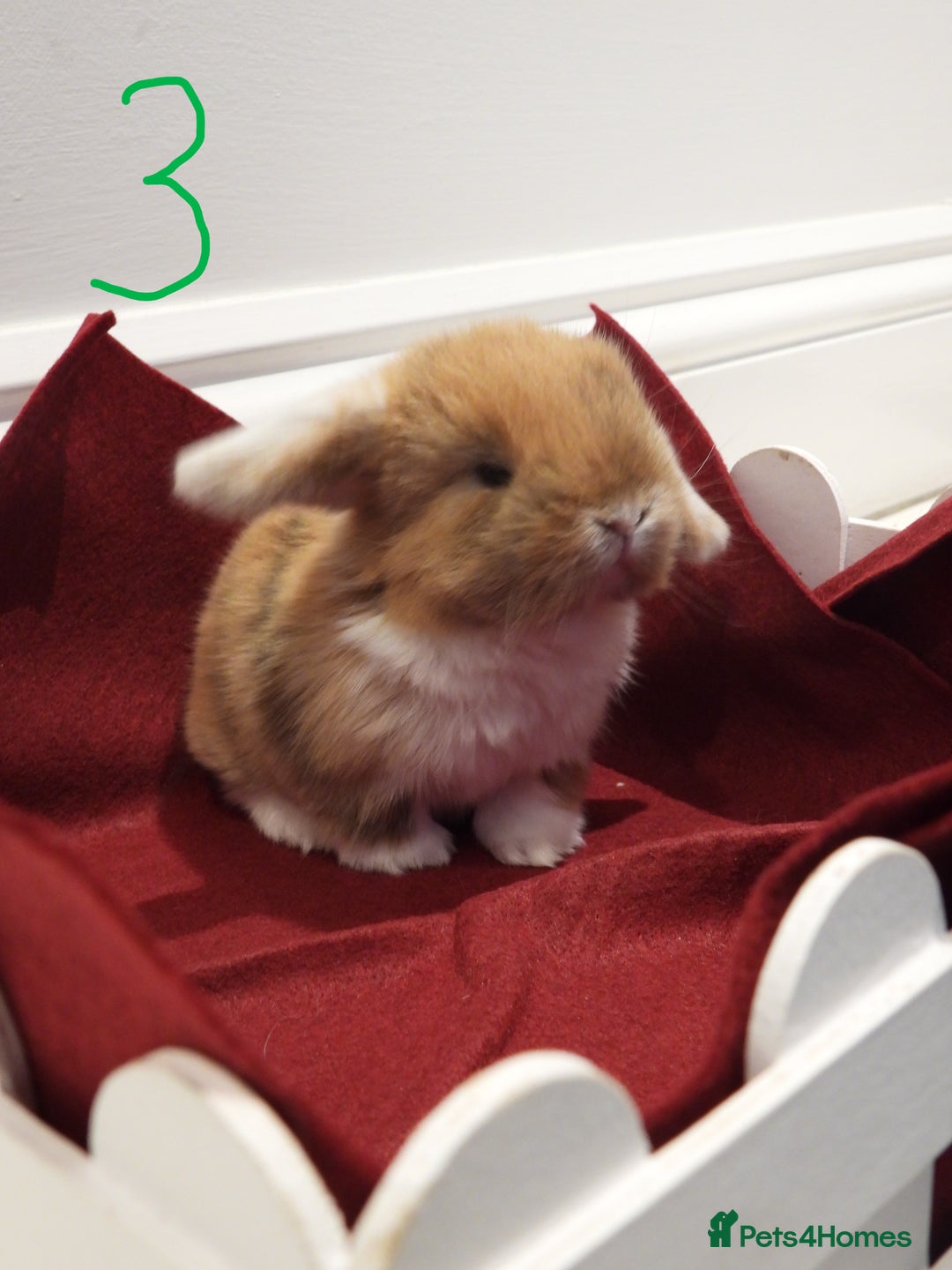 Mini Lop rabbits for sale: Adorable Purebred Baby Mini Lops - Image 17
