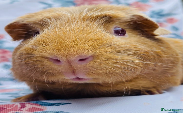 Guinea Pig rodents - Advert 5