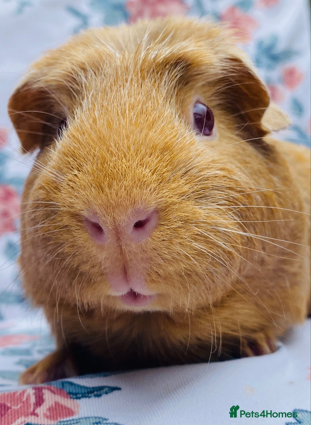 Guinea Pig rodents for sale: Female Guineapigs pair - Image 1