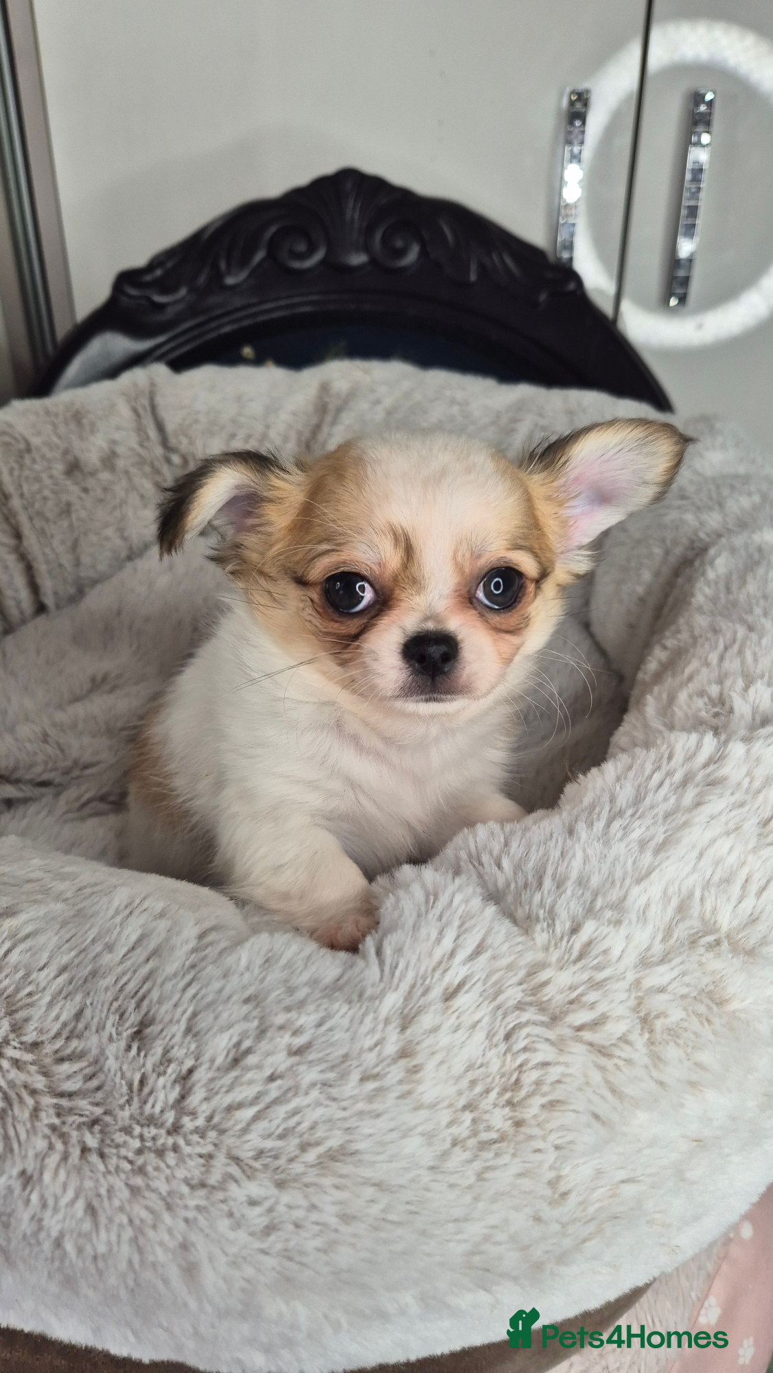 Chihuahua dogs Beautiful Chihuahua boy - Advert 13