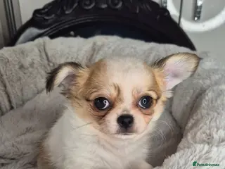 Chihuahua dogs Beautiful Chihuahua boy - Advert 13