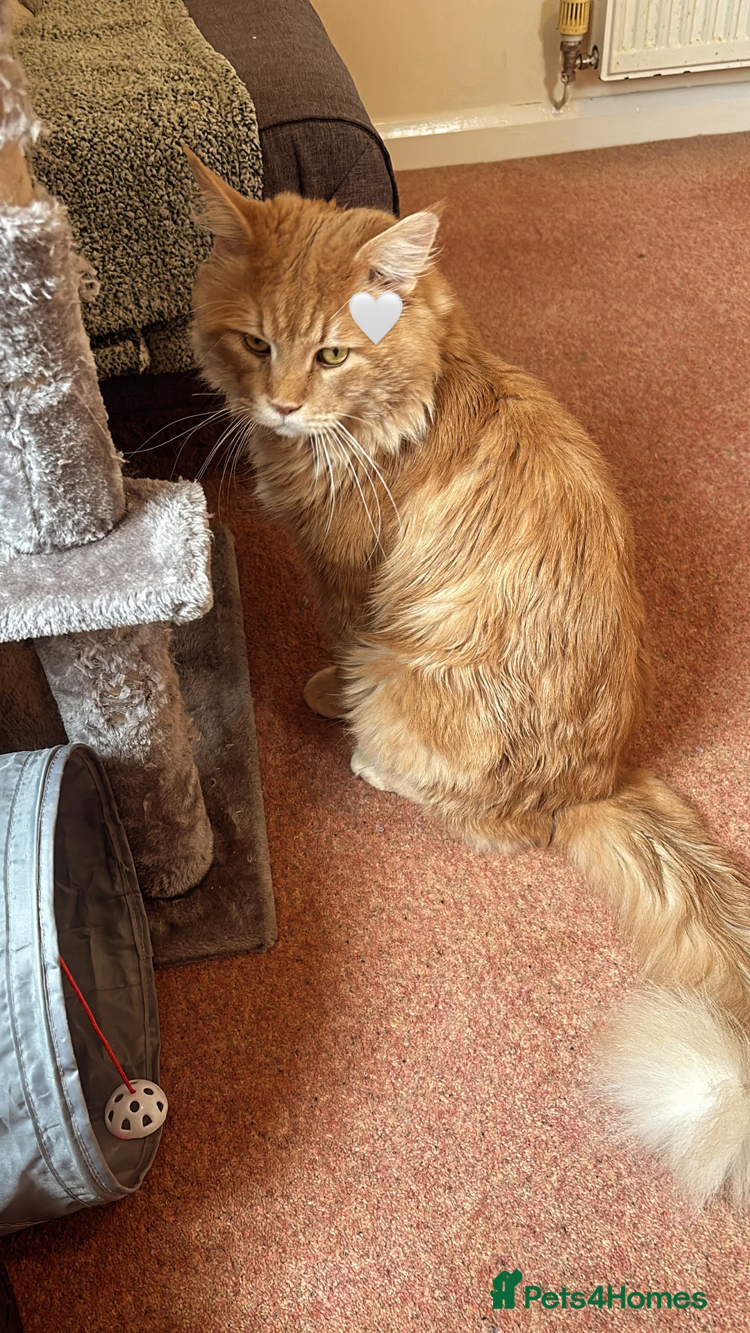 Maine Coon cats for stud: Alphie Maine coon STUD in Atherstone - Advert 1