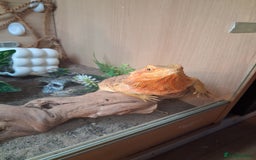 Bearded Dragon reptiles for sale: Bearded dragon female and viv - Image 1