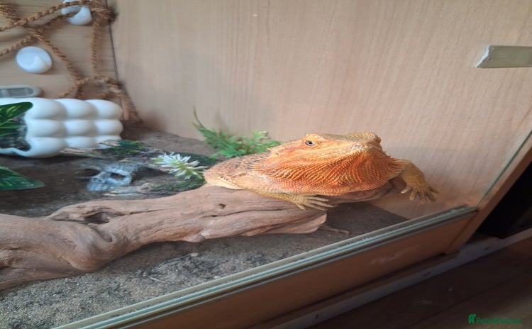 Bearded Dragon reptiles - Advert 2