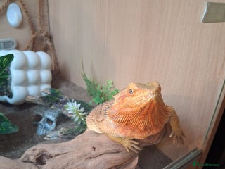 Bearded Dragon reptiles - Advert 30