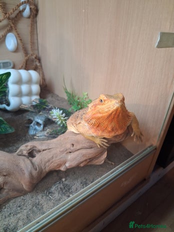 Bearded Dragon reptiles - Advert 2