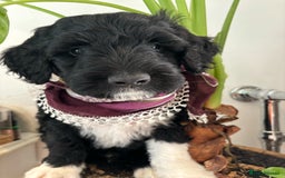 Portuguese Water Dog dogs for sale: Art Nouveau - Image 10