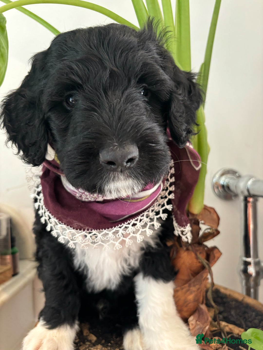 Portuguese Water Dog dogs for sale: Art Nouveau - Image 10