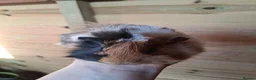 Guinea Pig rodents for sale: 2 stunning brother guinea pigs - Advert 4