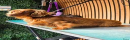 Miniature Dachshund dogs for stud: **RogueRoyales Stud Cartier** PRA Clear  - Advert 3