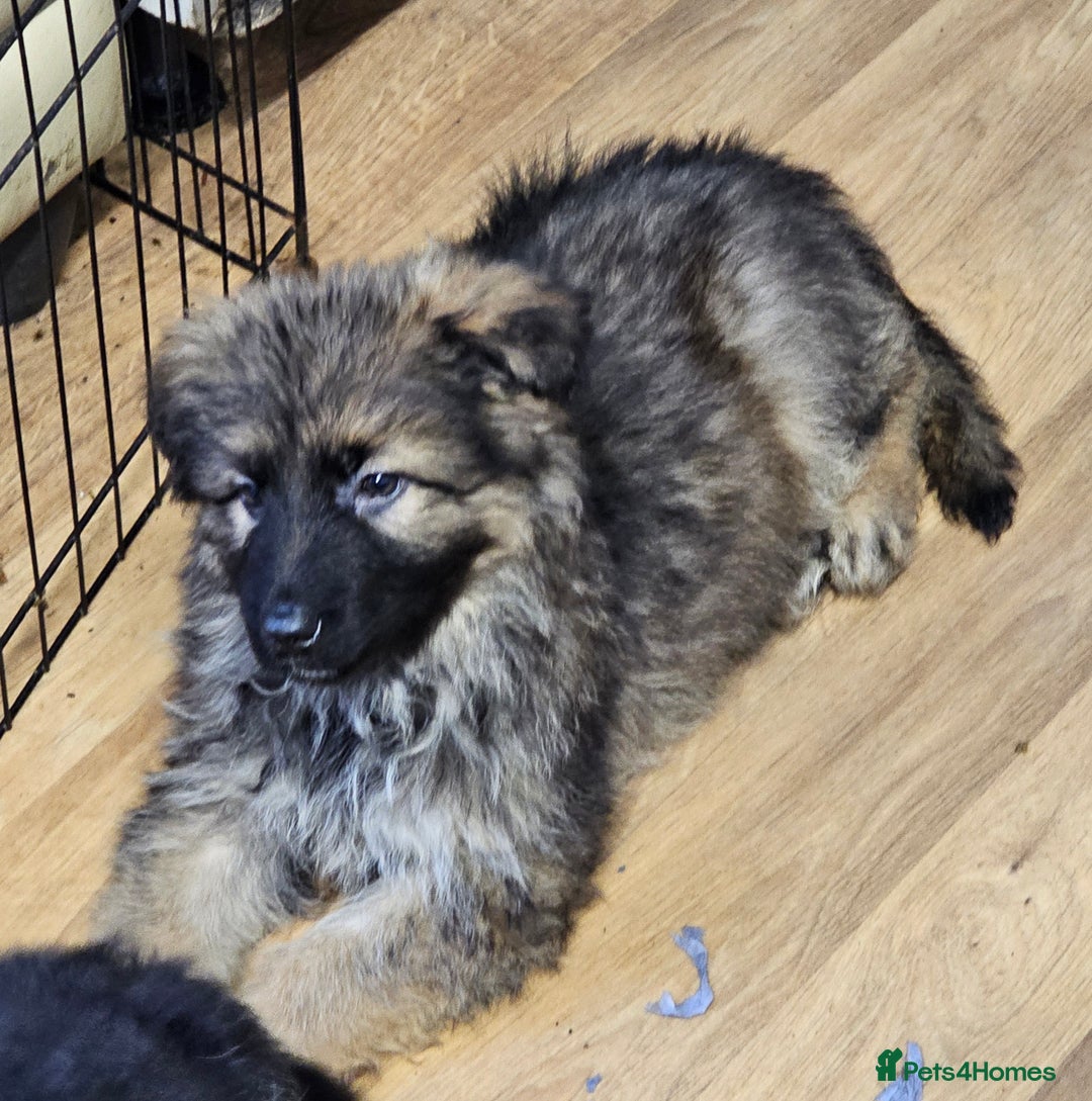 German Shepherd dogs for sale: German Shepherd puppies Kc registered  - Advert 22