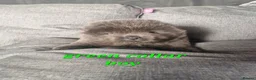 Chow Chow dogs for sale: 6 cute fluffy coat chow pups excellentbloodline - Advert 8