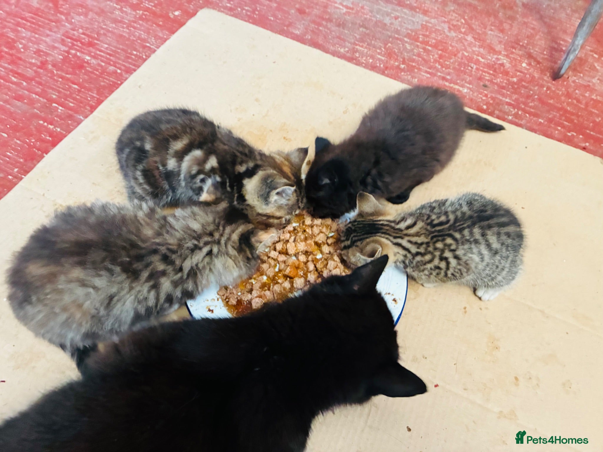 Mixed Breed cats Fluffy Kittens for sale  - Advert 8