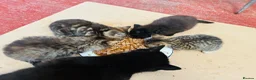 Mixed Breed cats for sale: Fluffy Kittens for sale  - Advert 3
