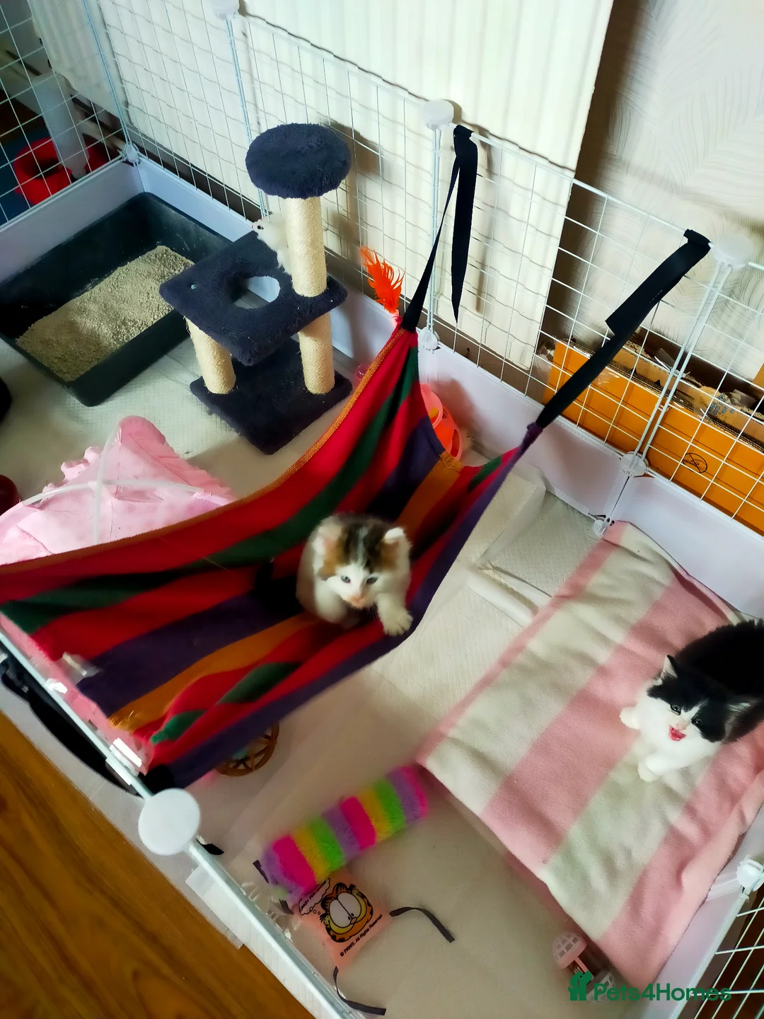 Mixed Breed cats for sale: Kittens for sale  in Alfreton - Advert 29