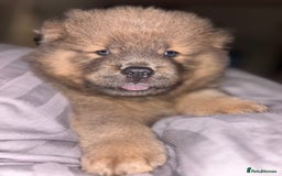 Chow Chow dogs for sale: Merle Chow Chow Pups 🐻 - Image 19