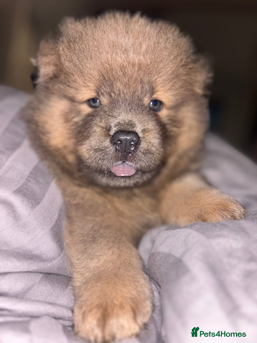 Chow Chow dogs for sale: Merle Chow Chow Pups 🐻 - Image 19