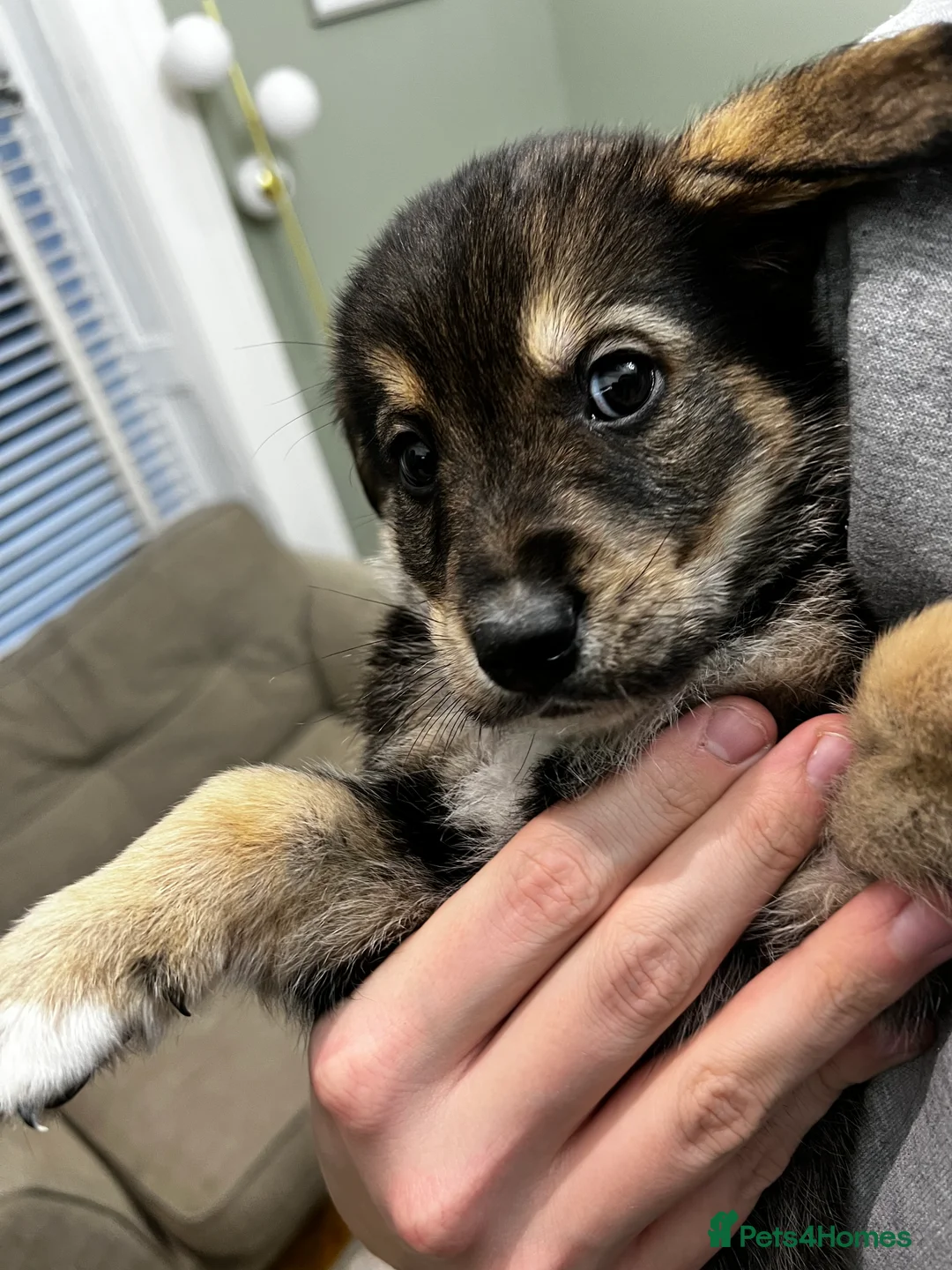 Mixed Breed dogs for sale: Bernese X Huskydor Pups - Advert 40