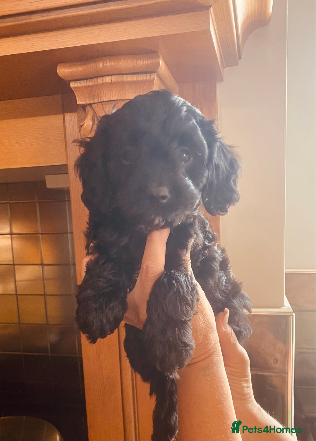 Cavapoo dogs for sale: F1 boys, licensed breeder, health tested parents - Image 14