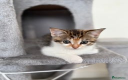 Mixed Breed cats for sale: 🐾 Adorable Kittens Looking for Loving Homes! 🐾 - Image 3