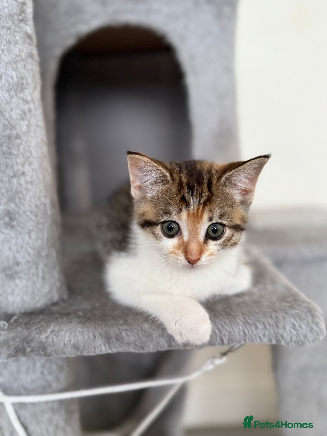 Mixed Breed cats for sale: 🐾 Adorable Kittens Looking for Loving Homes! 🐾 - Image 3