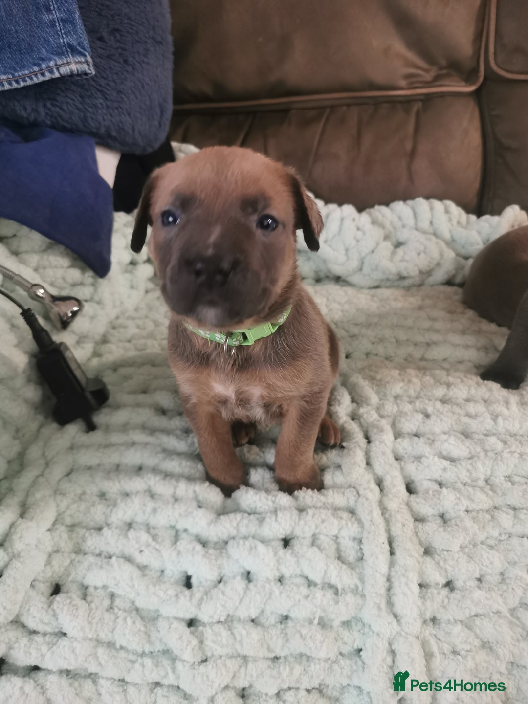 Cane Corso dogs for sale: Cane corso puppies - Advert 3