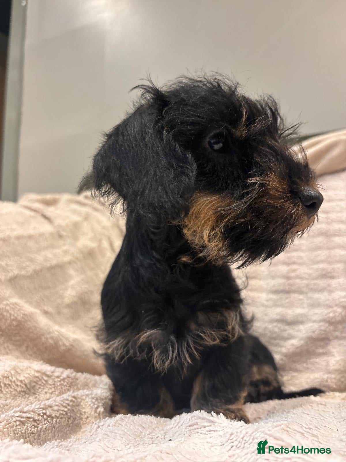 Miniature Dachshund dogs Lovely Miniature Wired hair dachshund male  - Advert 14