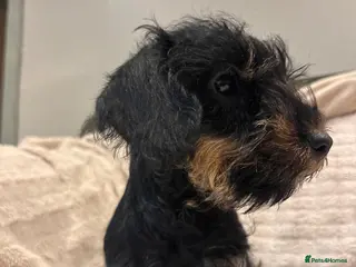 Miniature Dachshund dogs Lovely Miniature Wired hair dachshund male - Advert 14