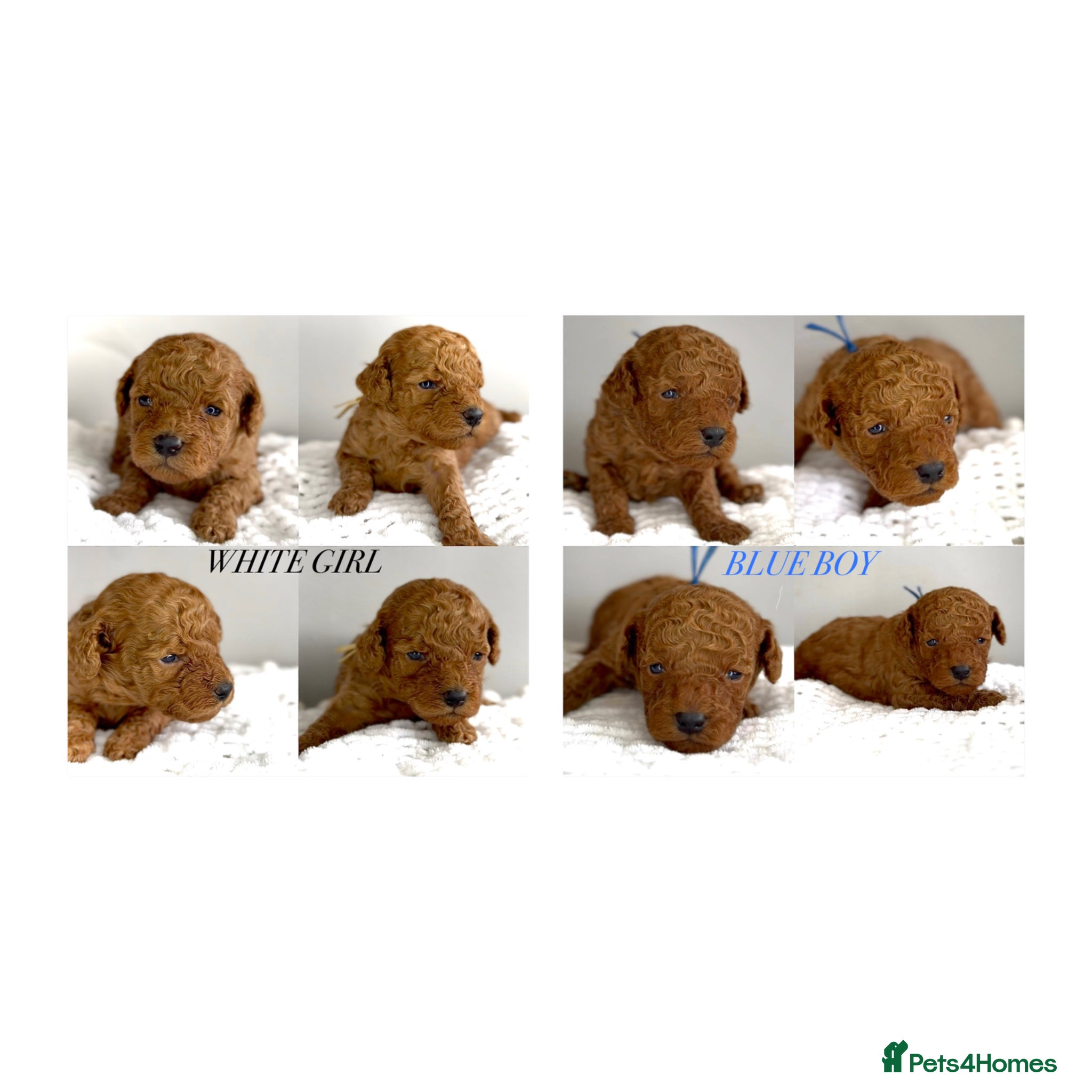 Cockapoo dogs RED TOY COCKAPOO’S 🧡 - Advert 3