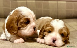 Cavalier King Charles Spaniel dogs for sale: 2 Female King Charles Cavaliers   - Advert 26