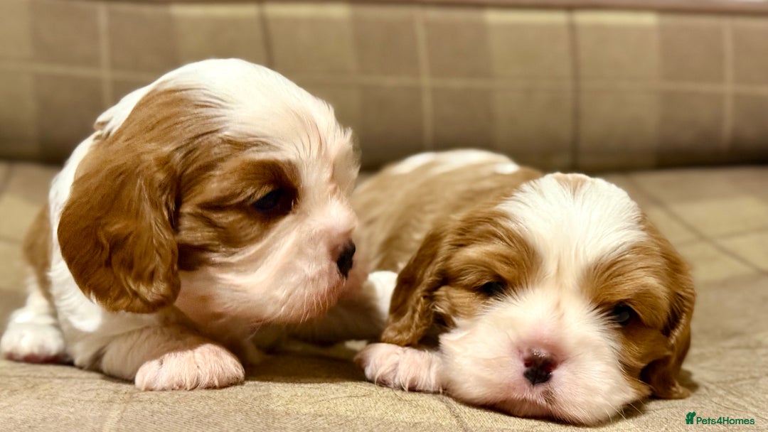 Cavalier King Charles Spaniel dogs for sale: 2 Female King Charles Cavaliers   - Advert 26