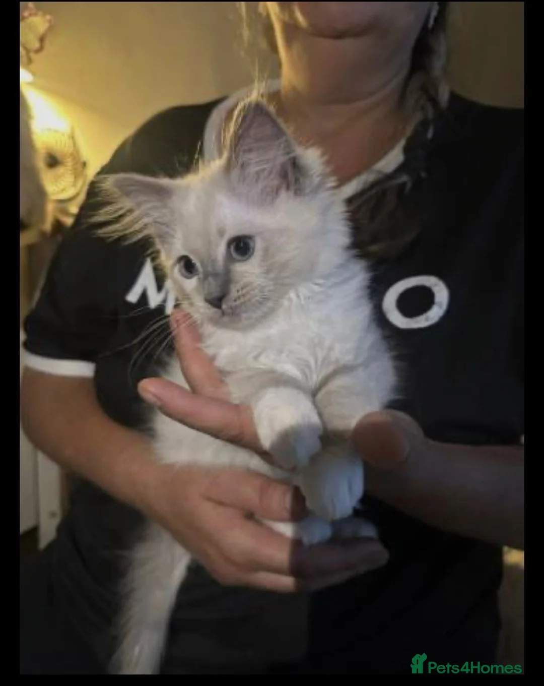 Ragdoll cats for sale: Beautiful Ragdoll Kittens Ready for New Homes! in London - Advert 2